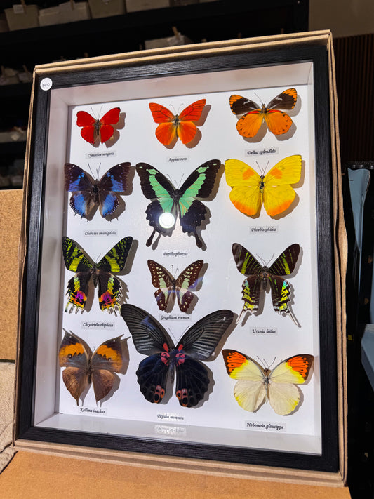 Multi Butterfly Mounted Specimens