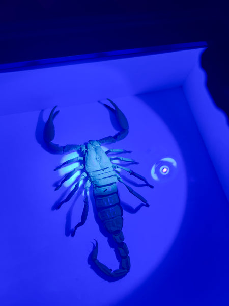 UV Reactive Scorpion Specimen