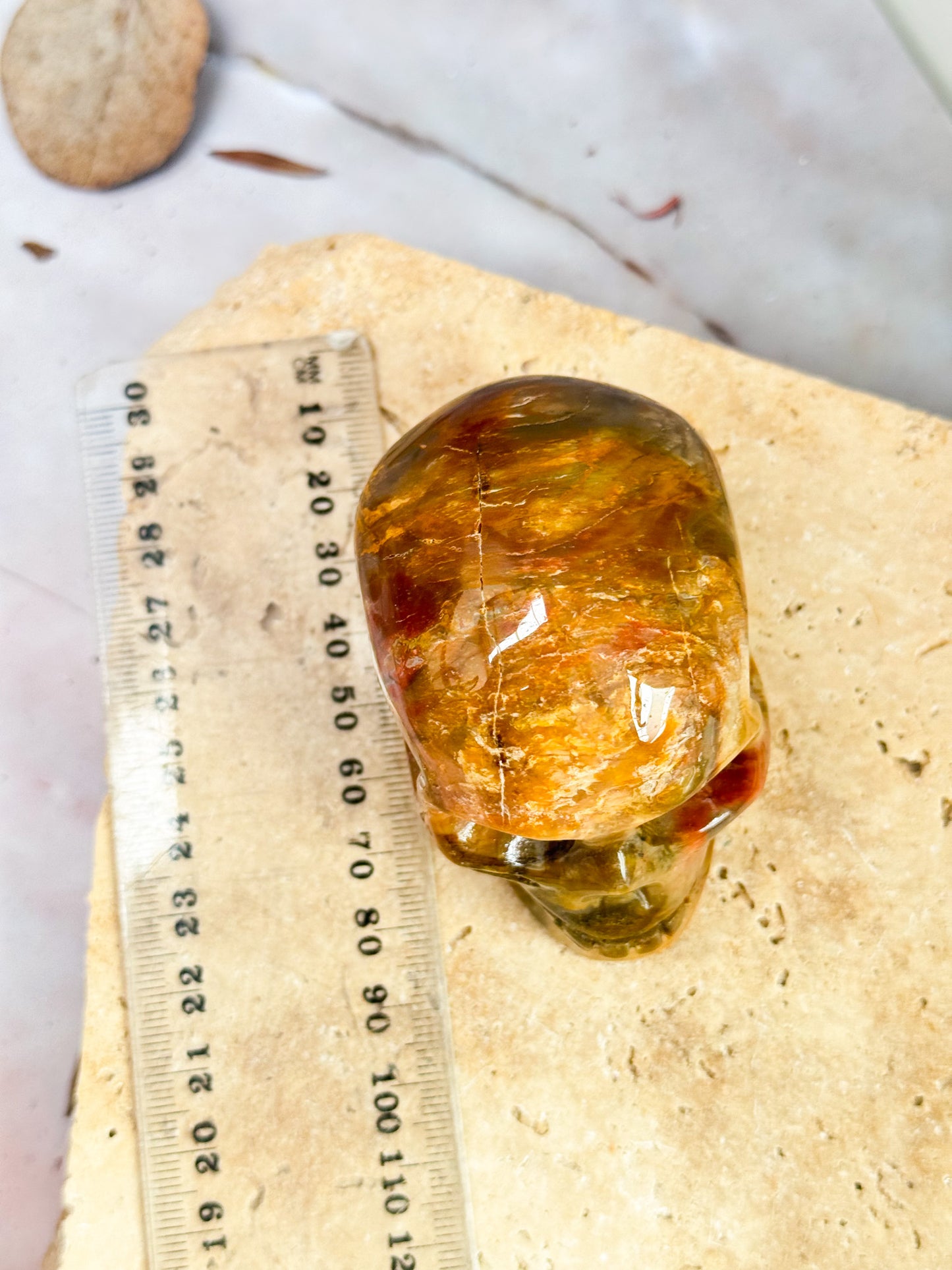 Petrified Wood Skull