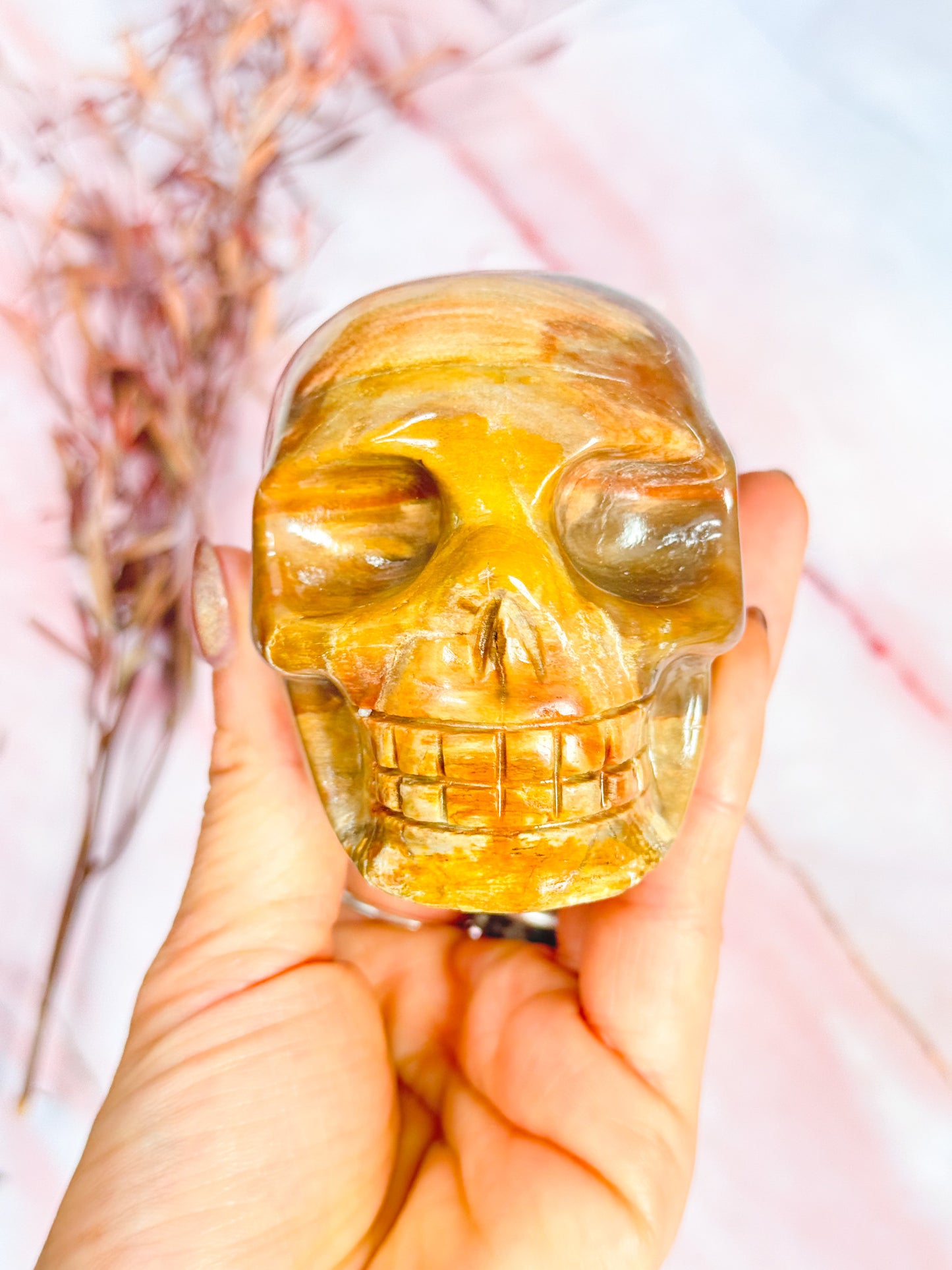 Petrified Wood Skull