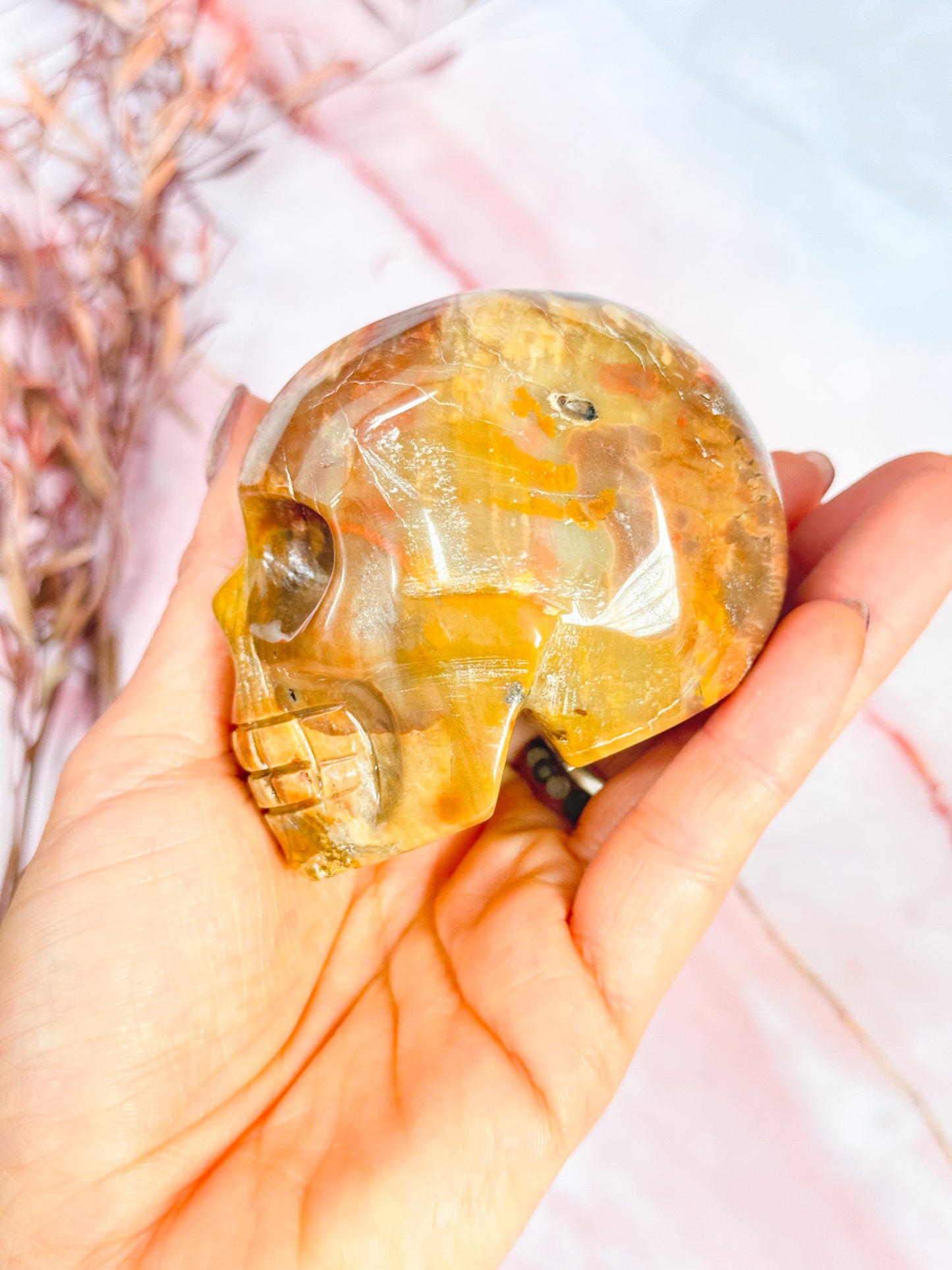 Petrified Wood Skull