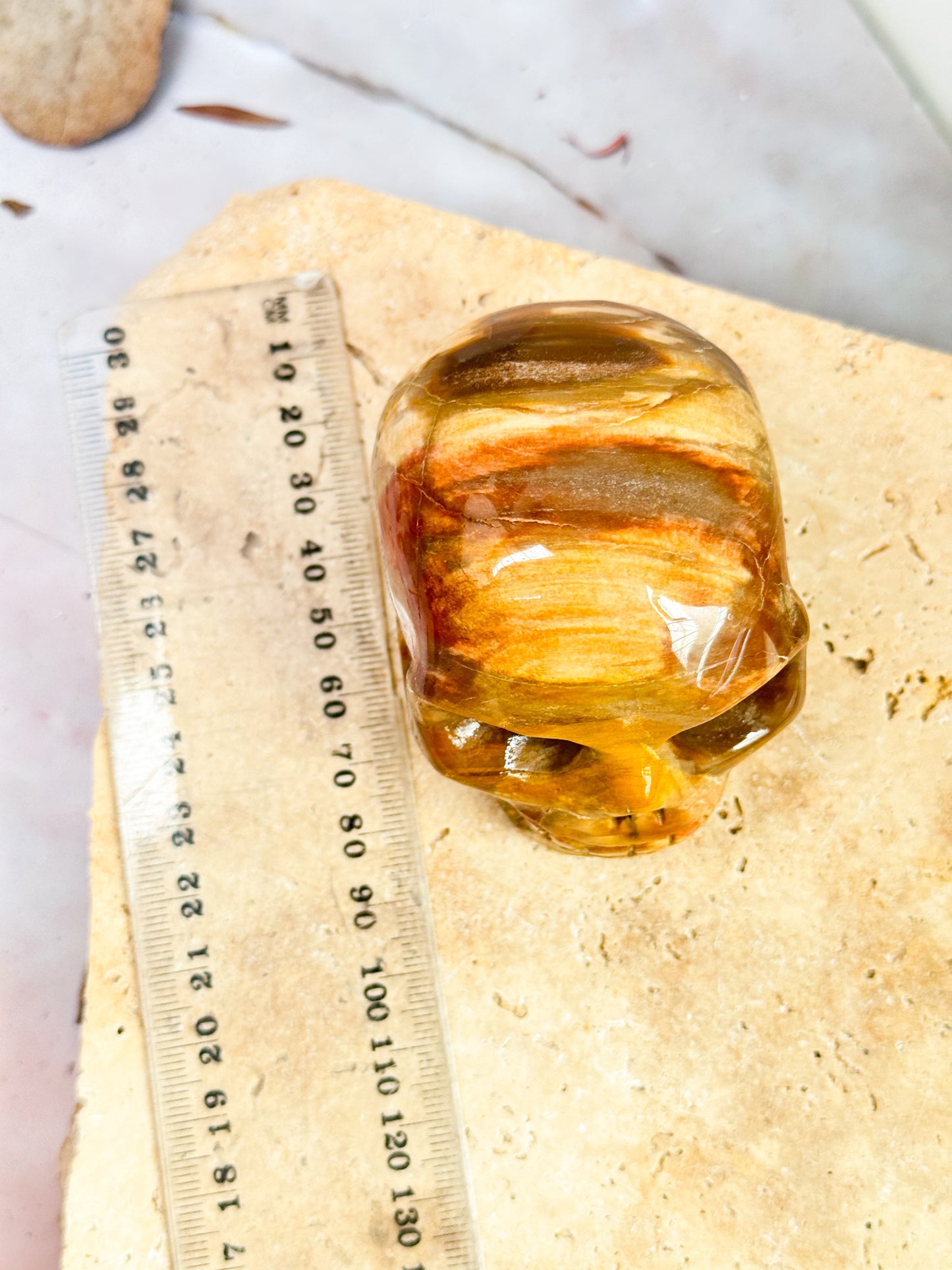 Petrified Wood Skull