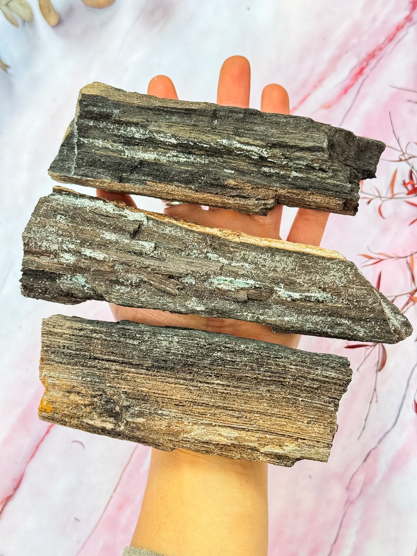 Druzy Petrified Wood Specimens