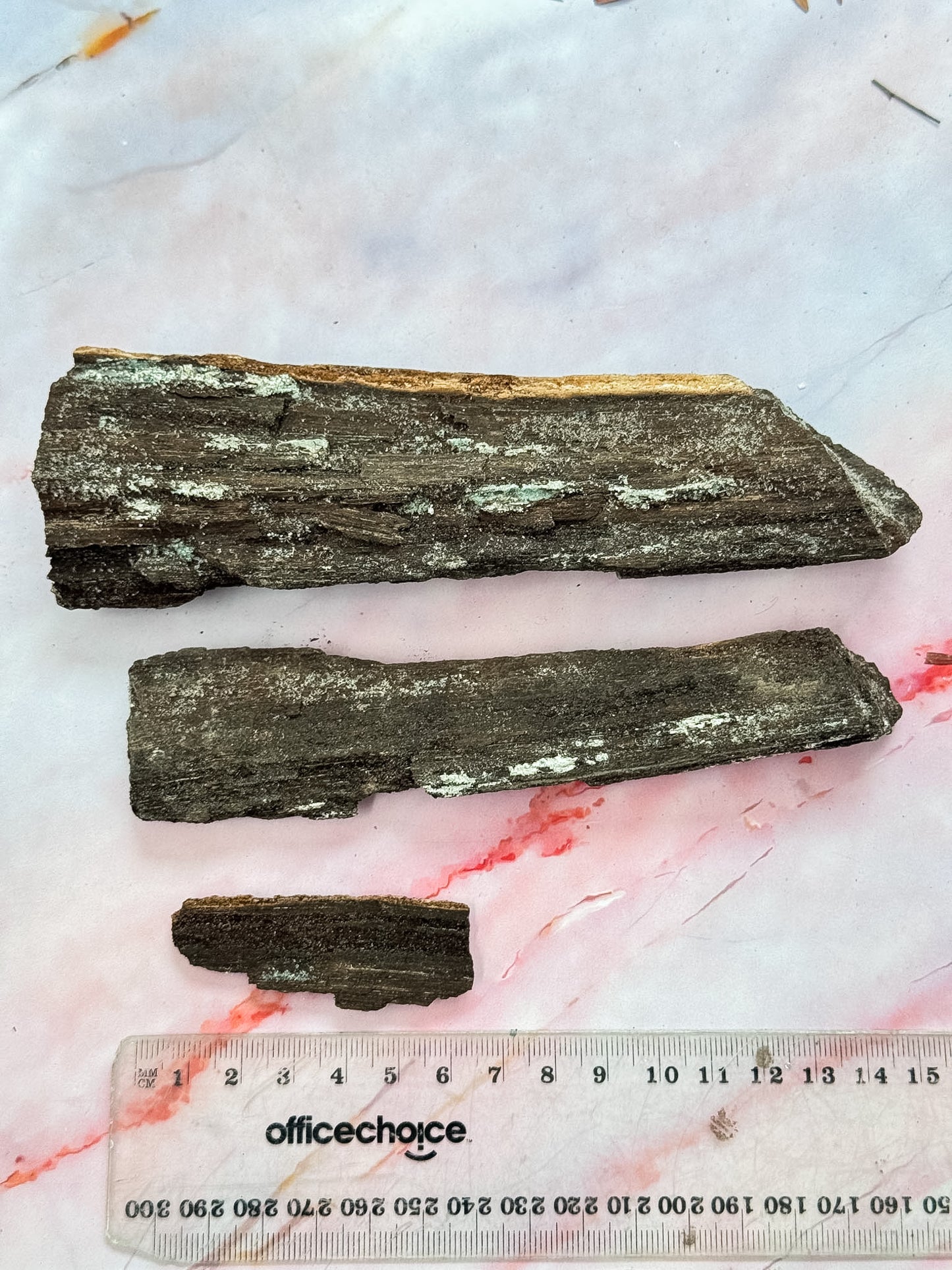Druzy Petrified Wood Specimens