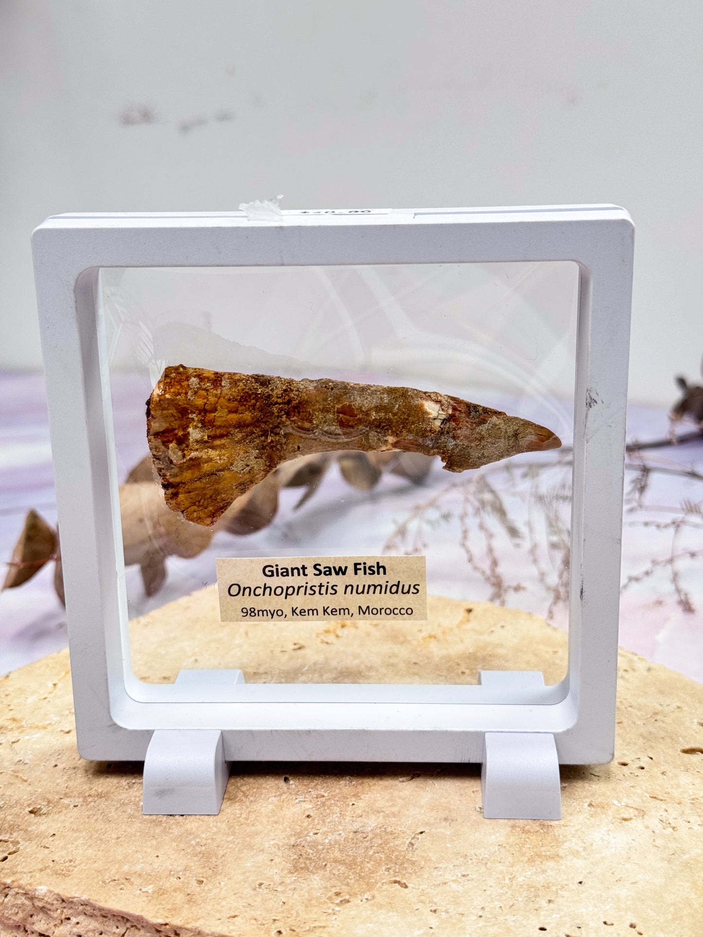 Giant Saw Fish Fossil Tooth