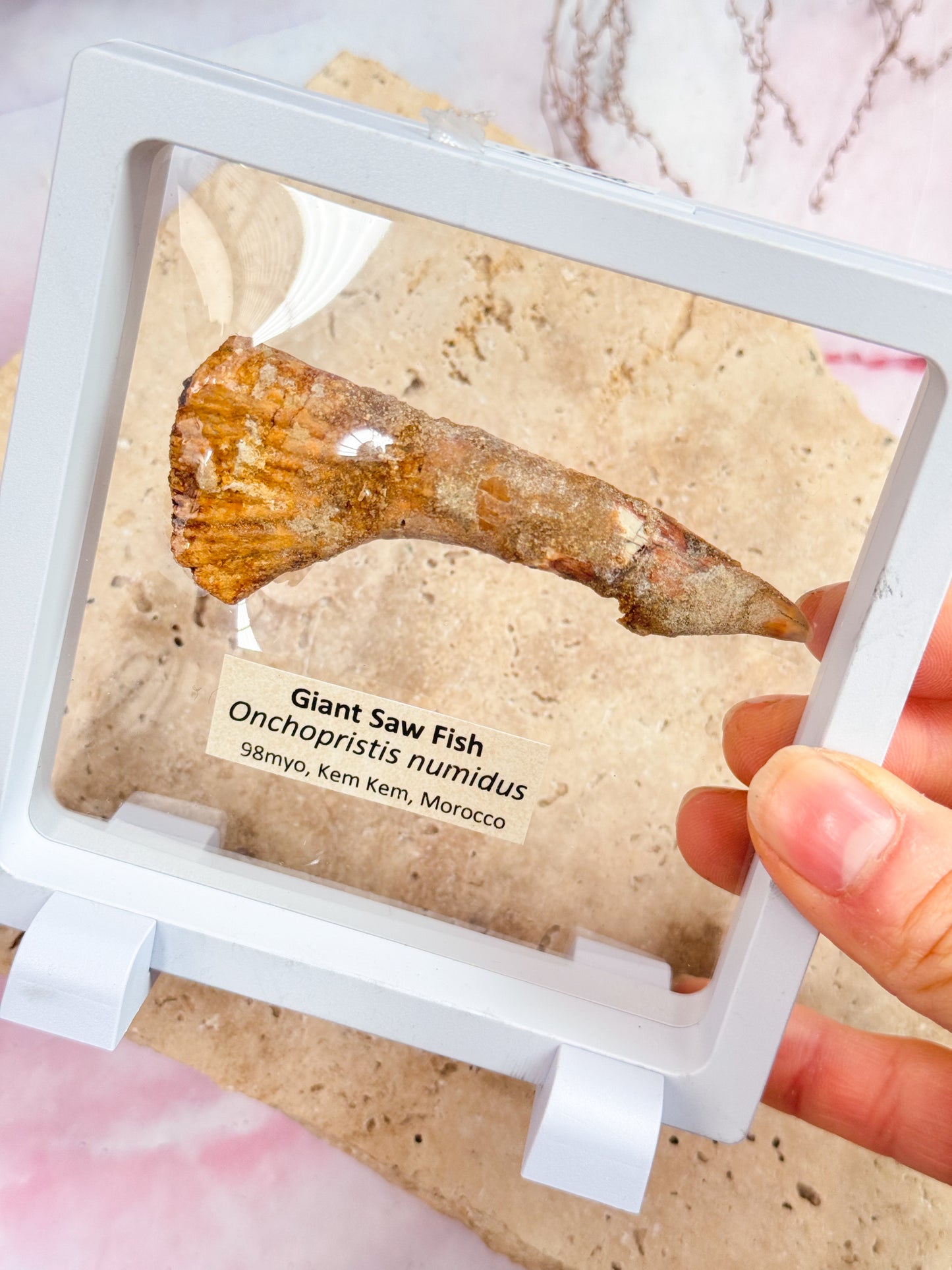 Giant Saw Fish Fossil Tooth