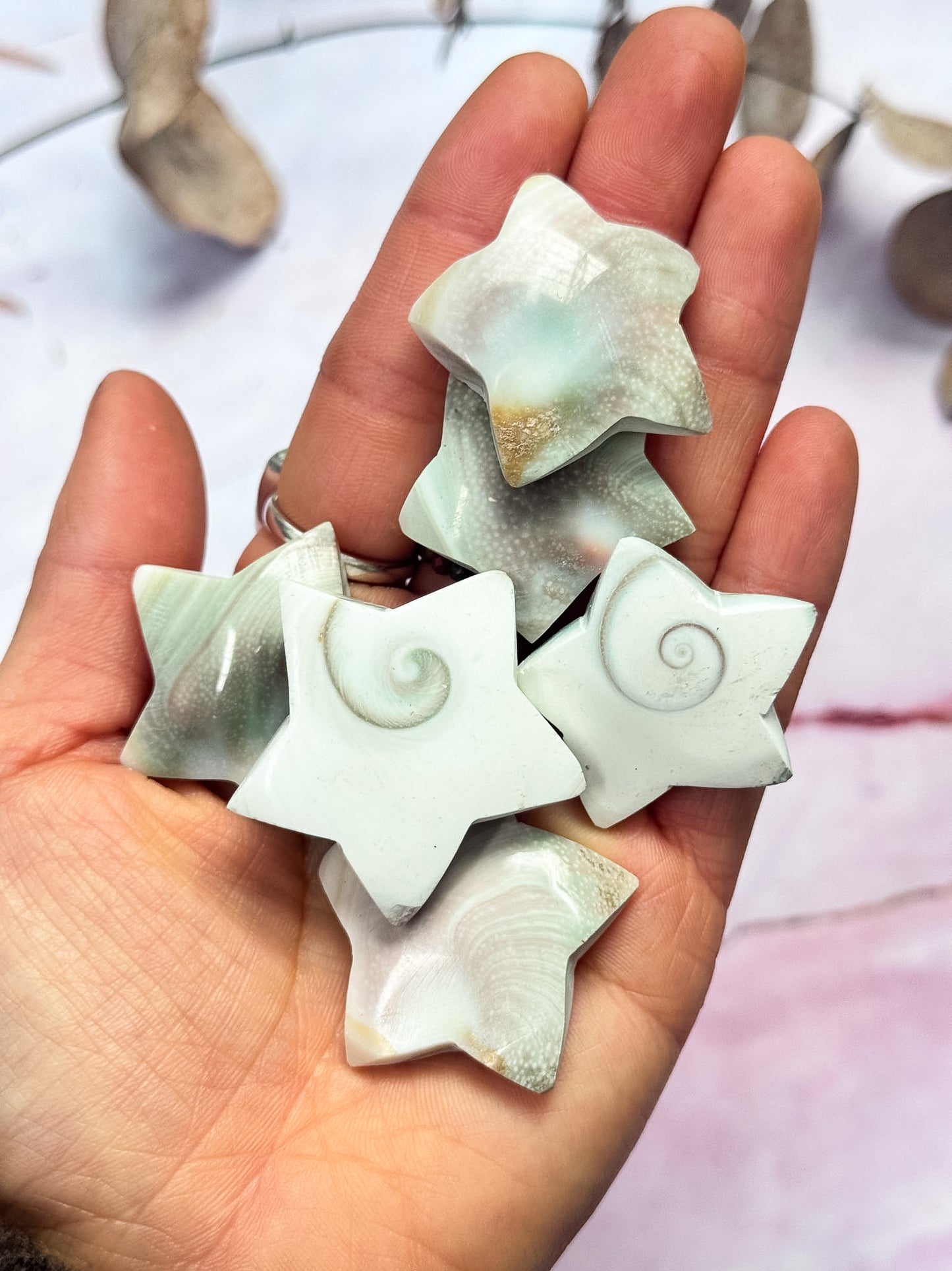 Shiva Shell Stars