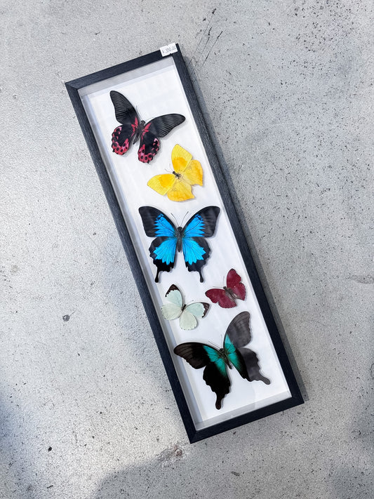 6 Mounted Butterfly Specimens