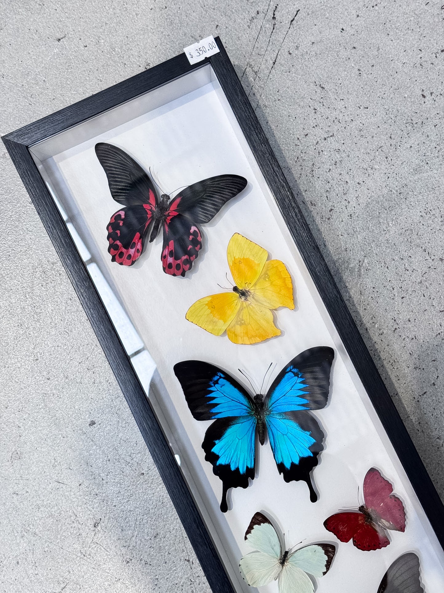 6 Mounted Butterfly Specimens