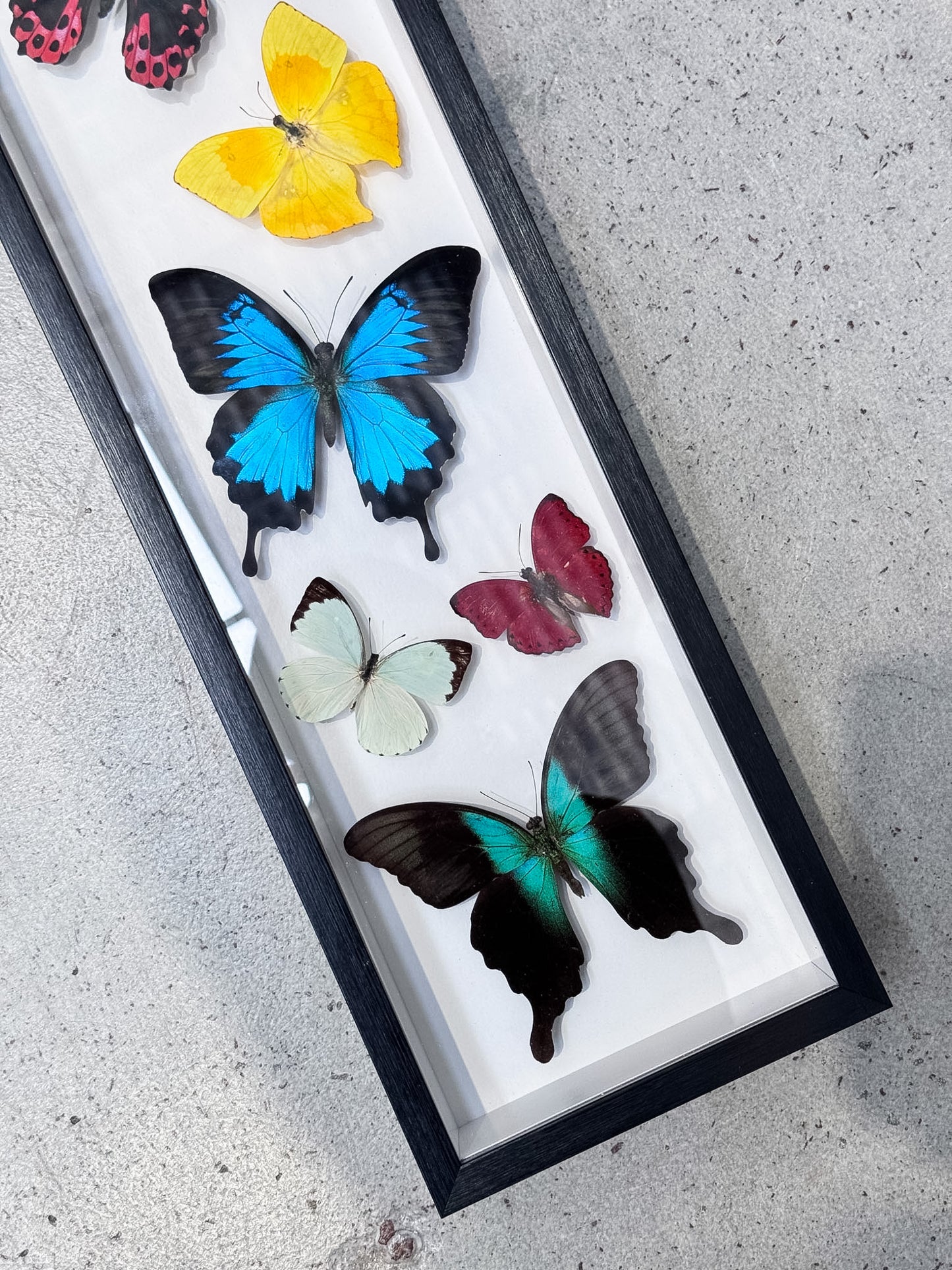 6 Mounted Butterfly Specimens