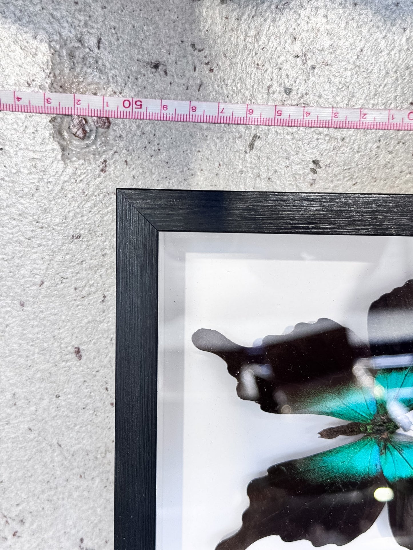 6 Mounted Butterfly Specimens