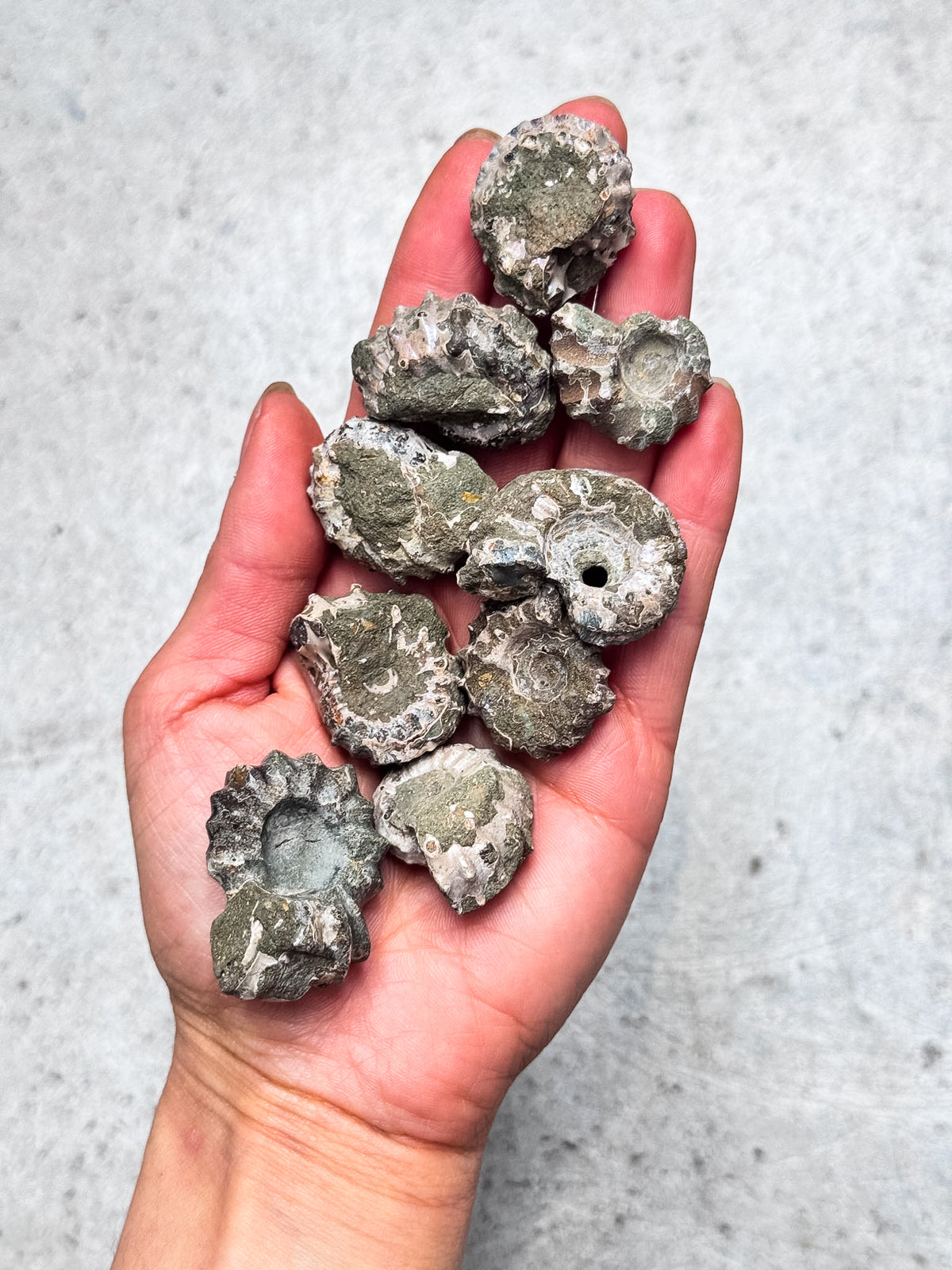 Douvilleiceras Ammonite Fossils