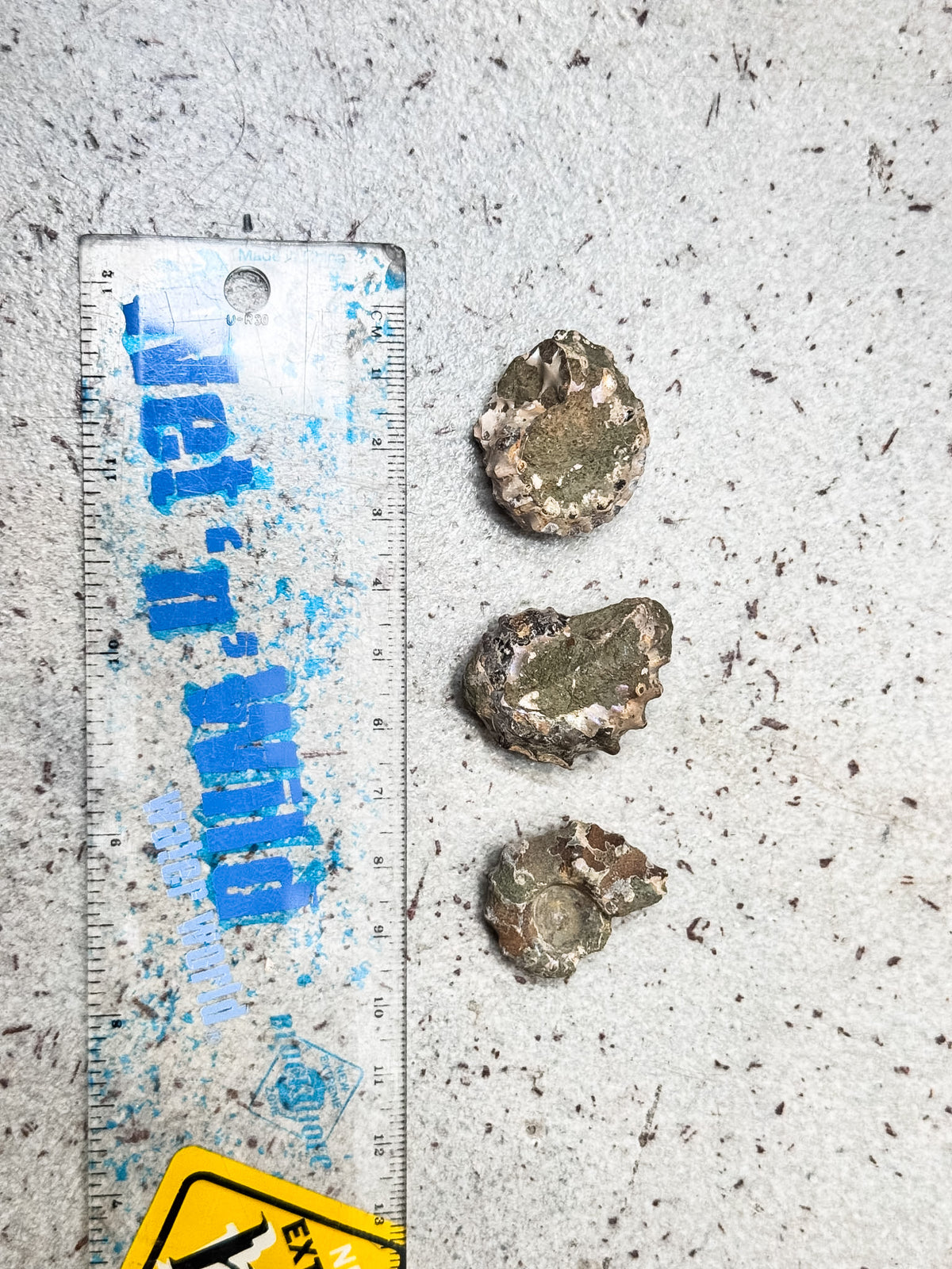 Douvilleiceras Ammonite Fossils