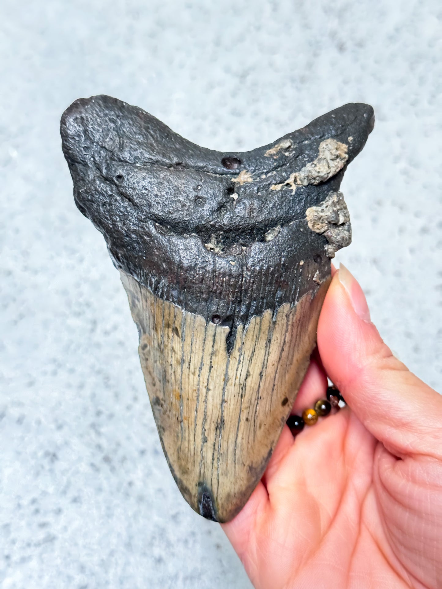 Megalodon Fossil Tooth - Z