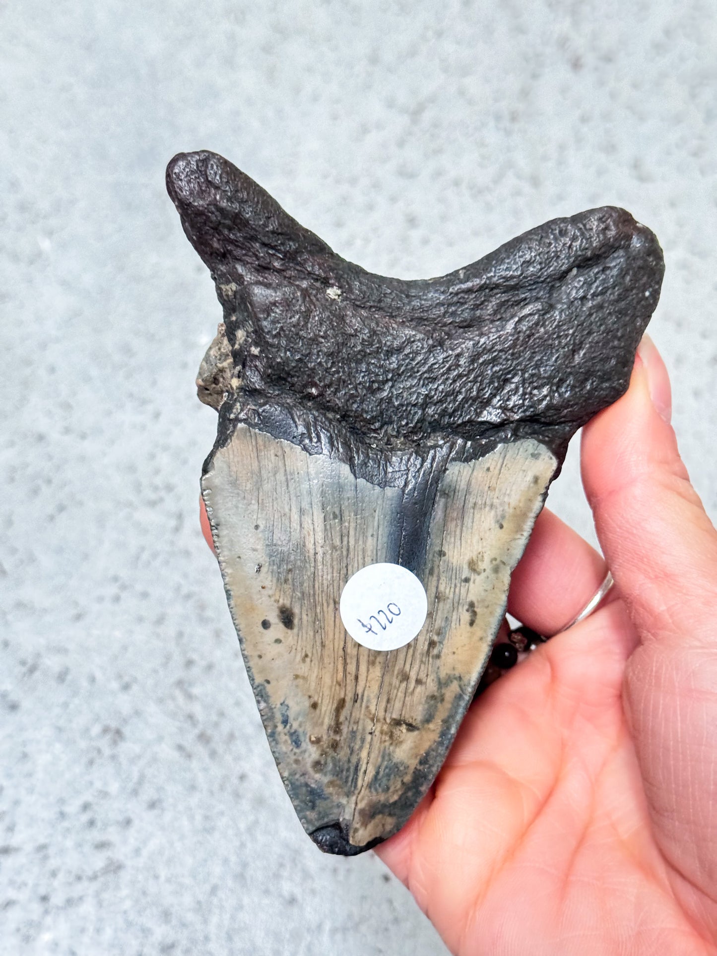 Megalodon Fossil Tooth - Z