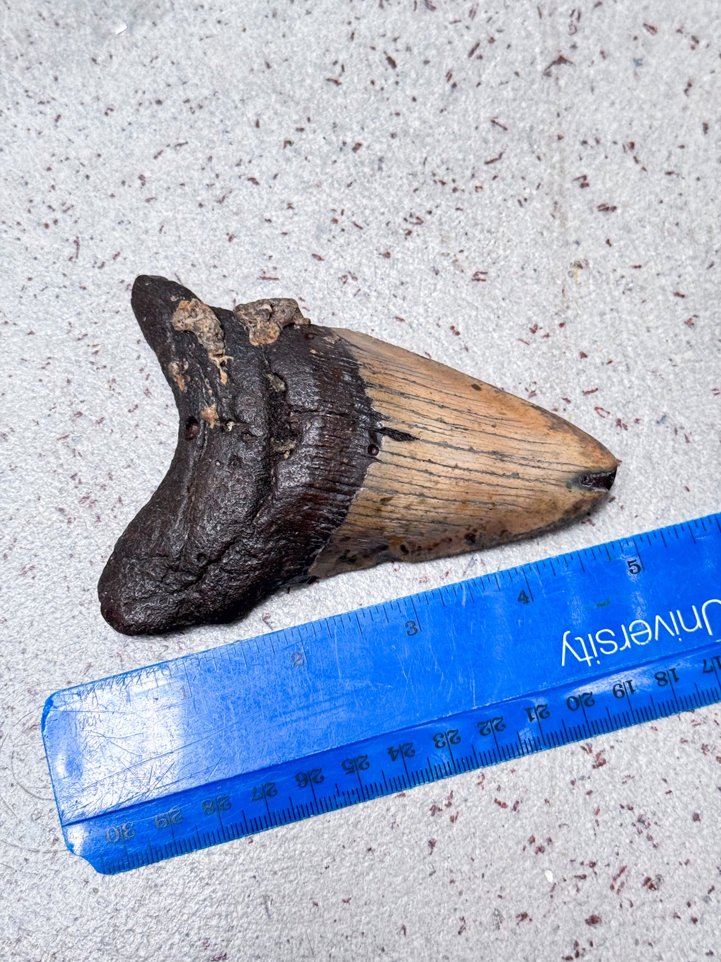 Megalodon Fossil Tooth - Z