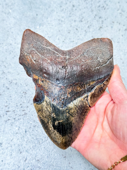 Megalodon Fossil Tooth - A1