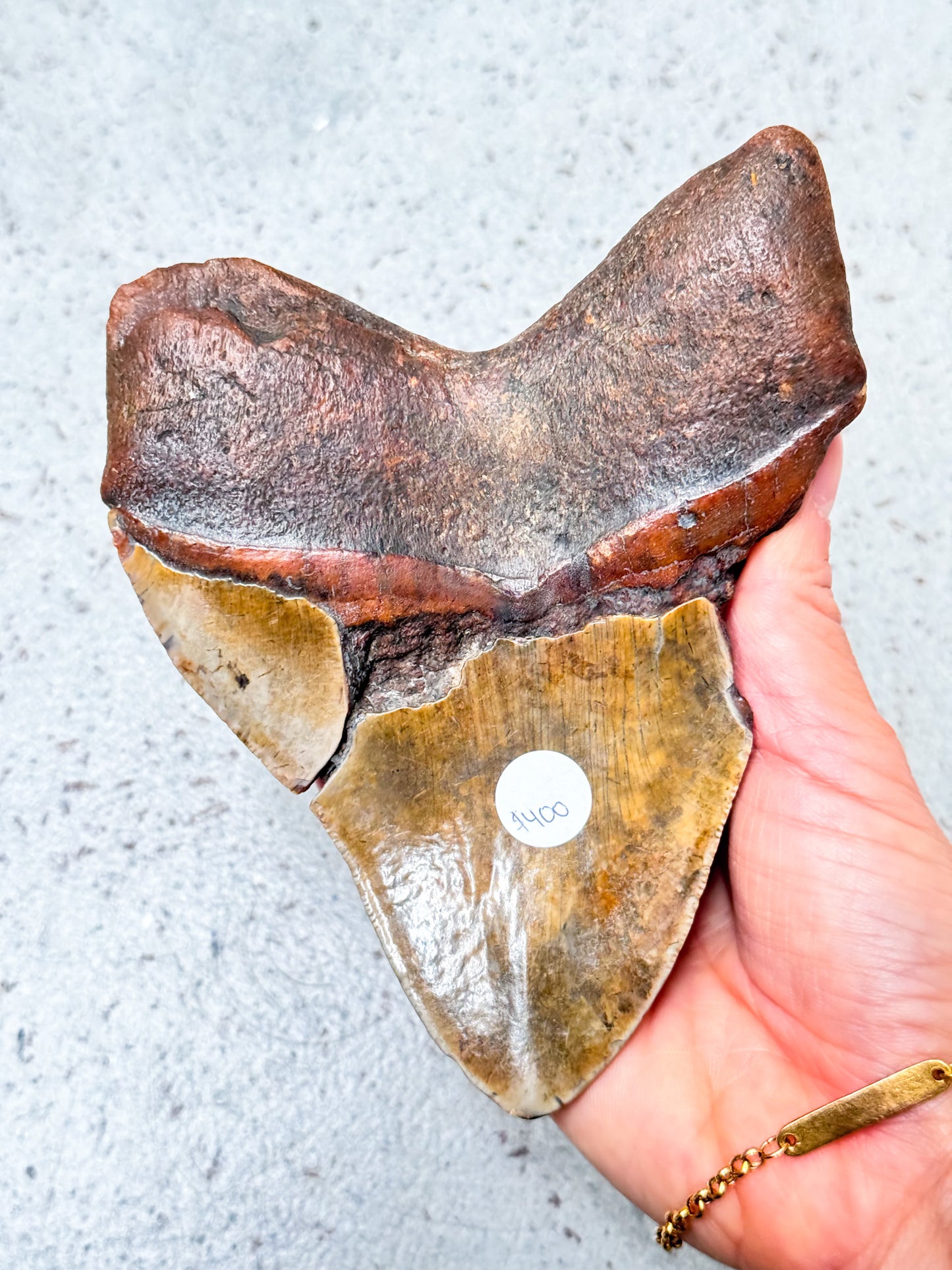 Megalodon Fossil Tooth - A1