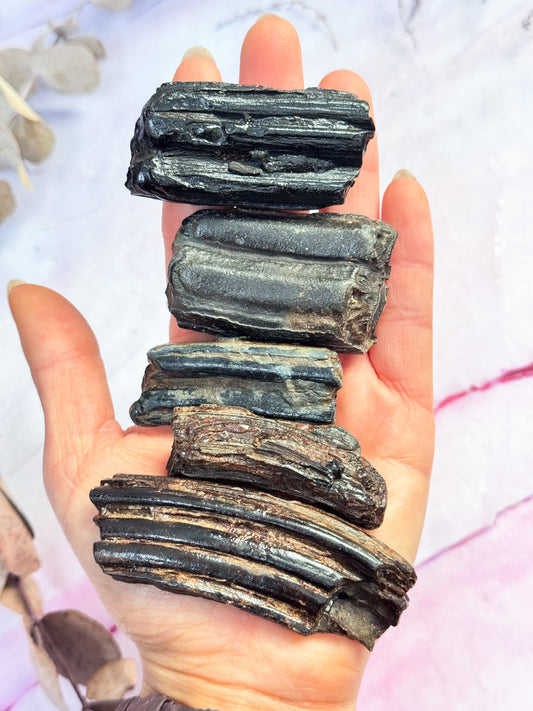 Fossil Horse Teeth