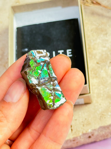 Ammolite Specimen