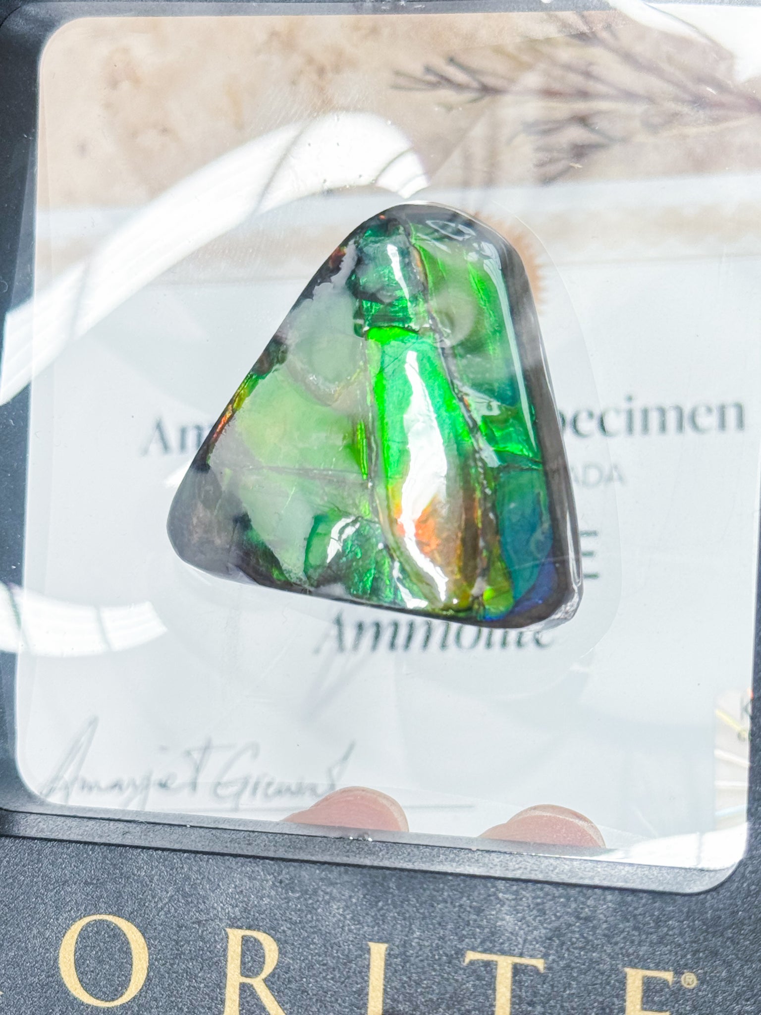 Ammolite Specimen - Large