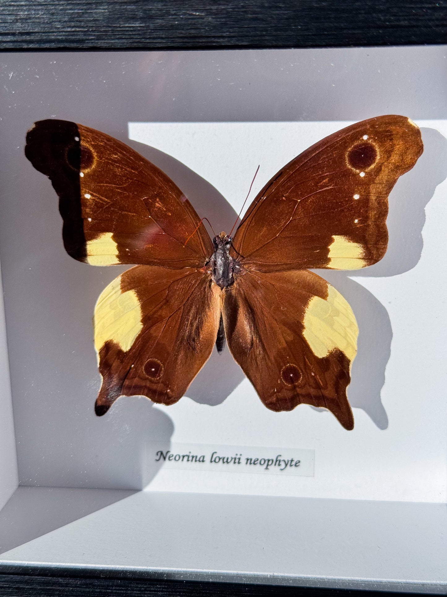 Neorina Lowii Neophyte Specimen