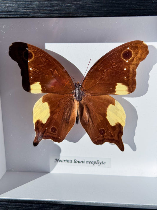 Neorina Lowii Neophyte Specimen