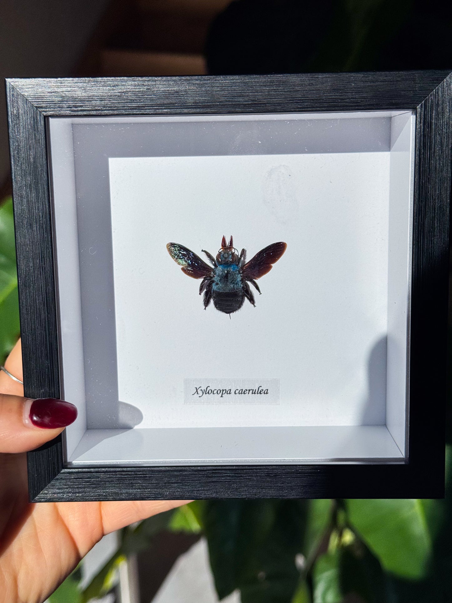 Xylocopa Caerulea Specimen