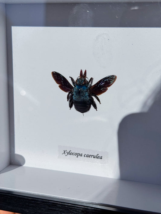 Xylocopa Caerulea Specimen