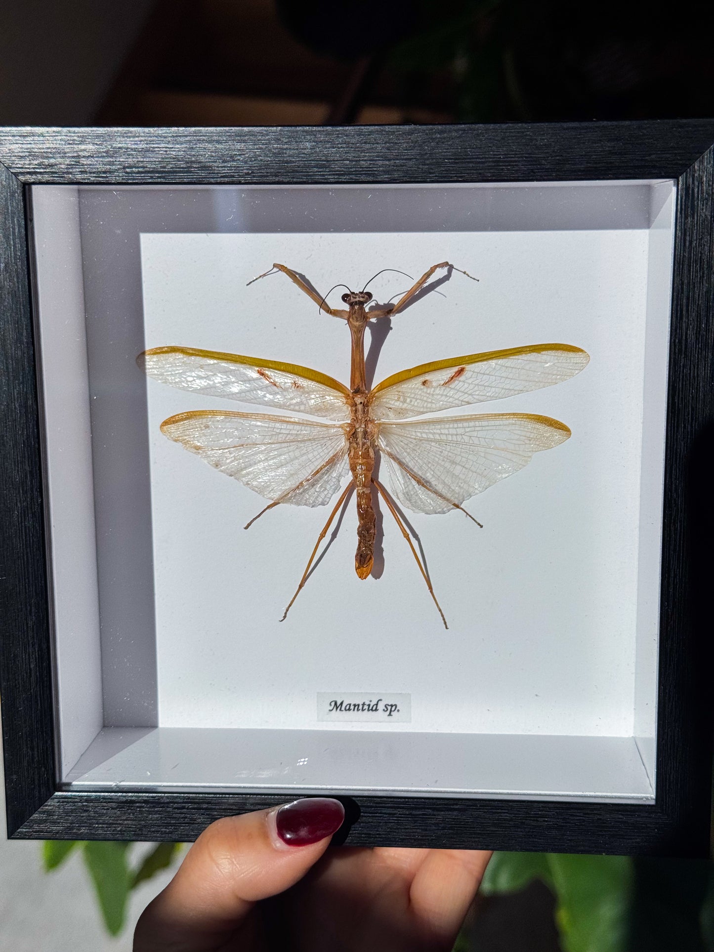 Mantis Sp. Specimen