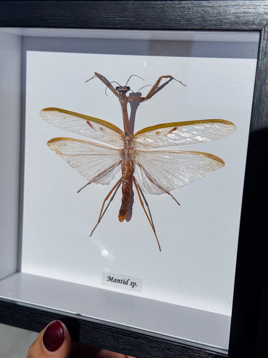 Mantis Sp. Specimen