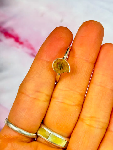 Ammonite Ring