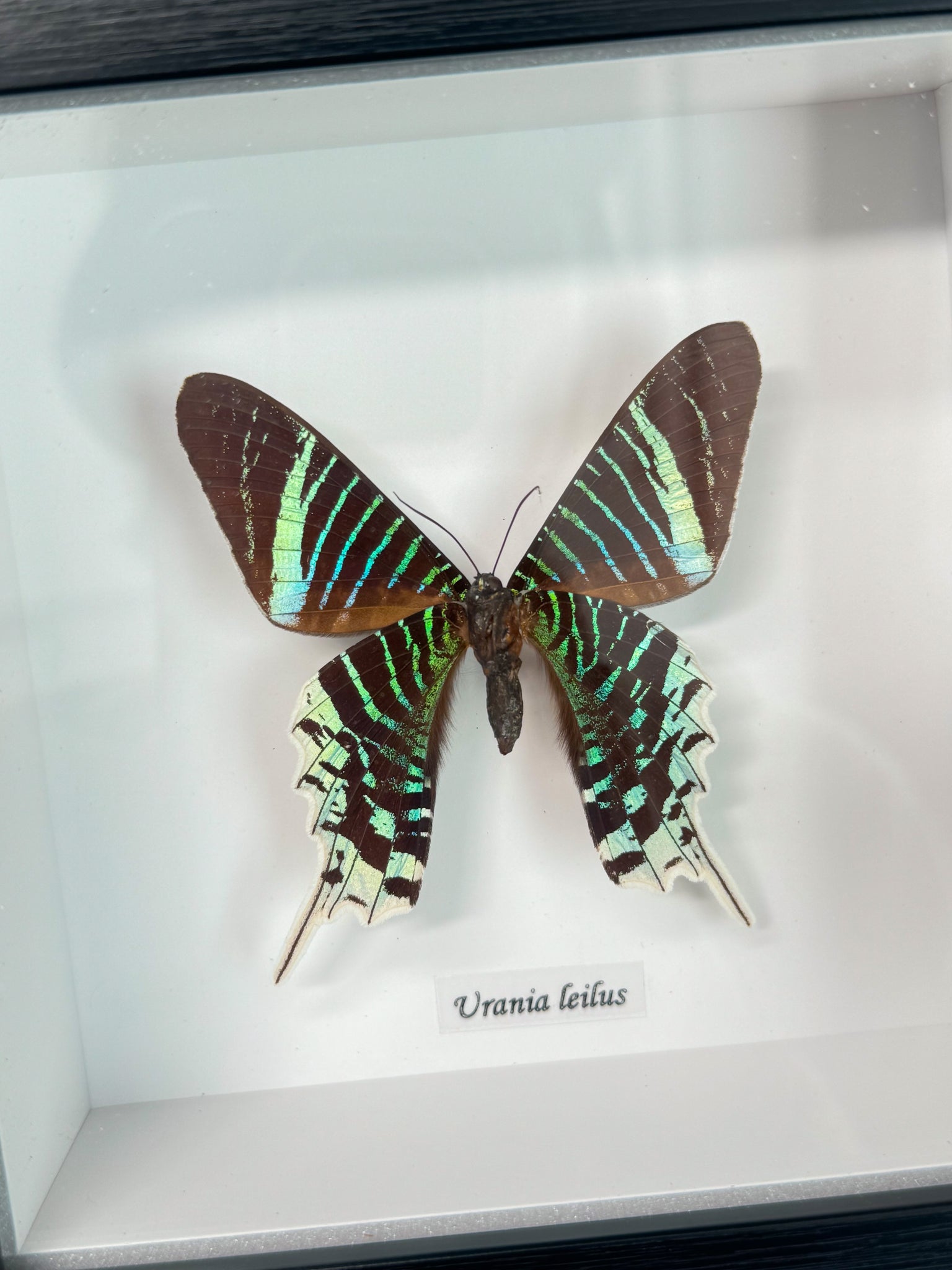 Urania Leilus - Butterfly Specimen