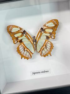 Siprotea Stelenes - Butterfly Specimen