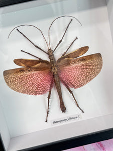 Heteropyteryx Dilatata - Grasshopper Specimen