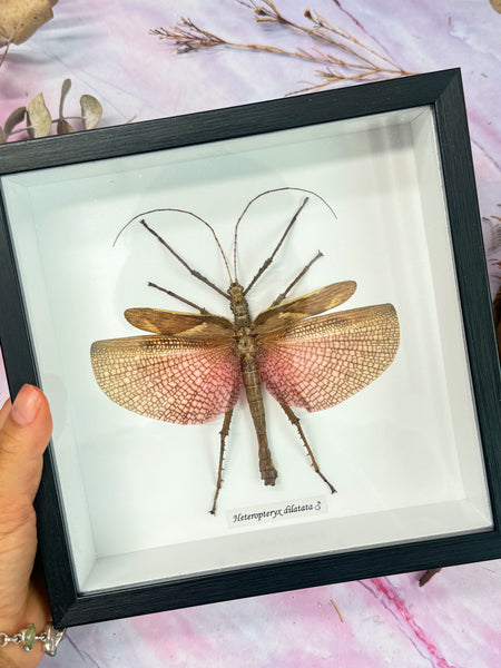 Heteropyteryx Dilatata - Grasshopper Specimen