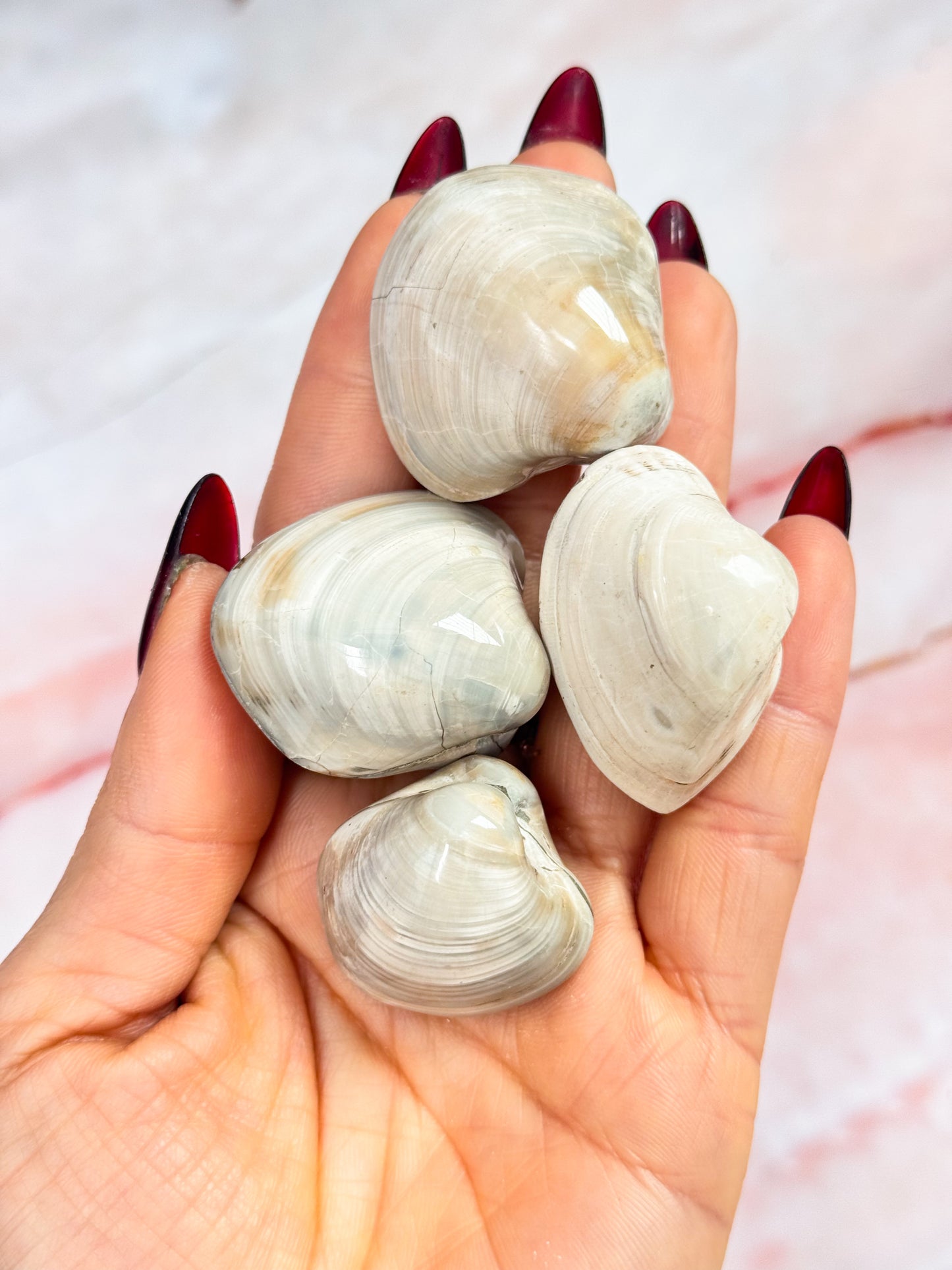 Bivalve Fossil Clams