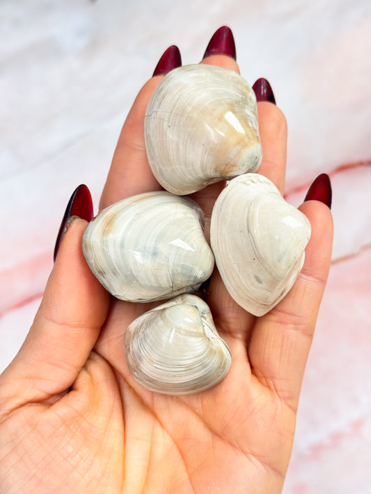 Bivalve Fossil Clams