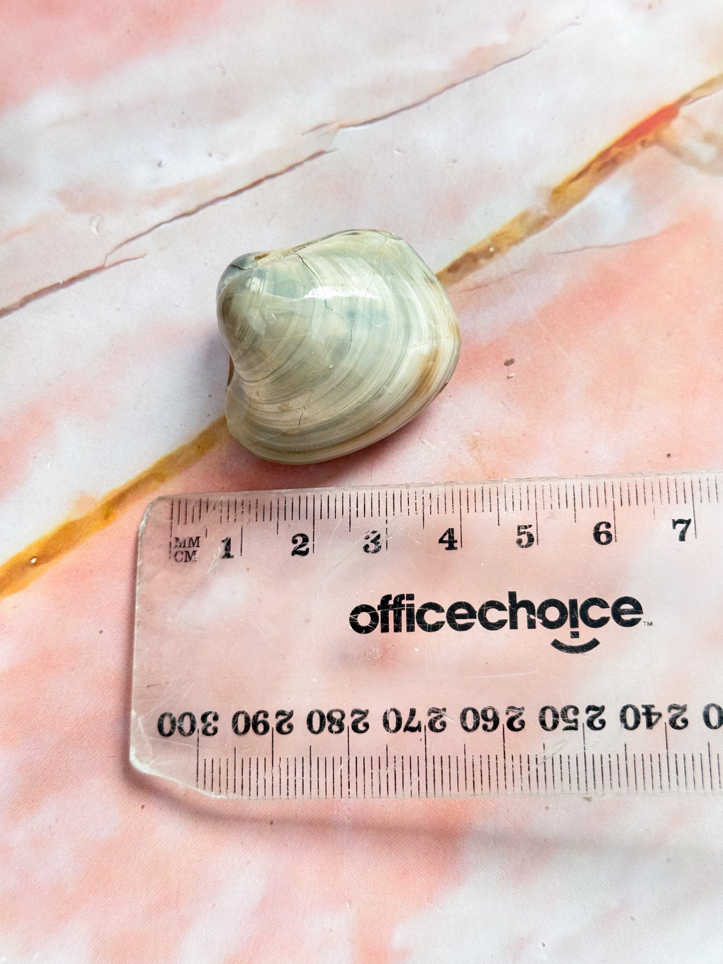 Bivalve Fossil Clams