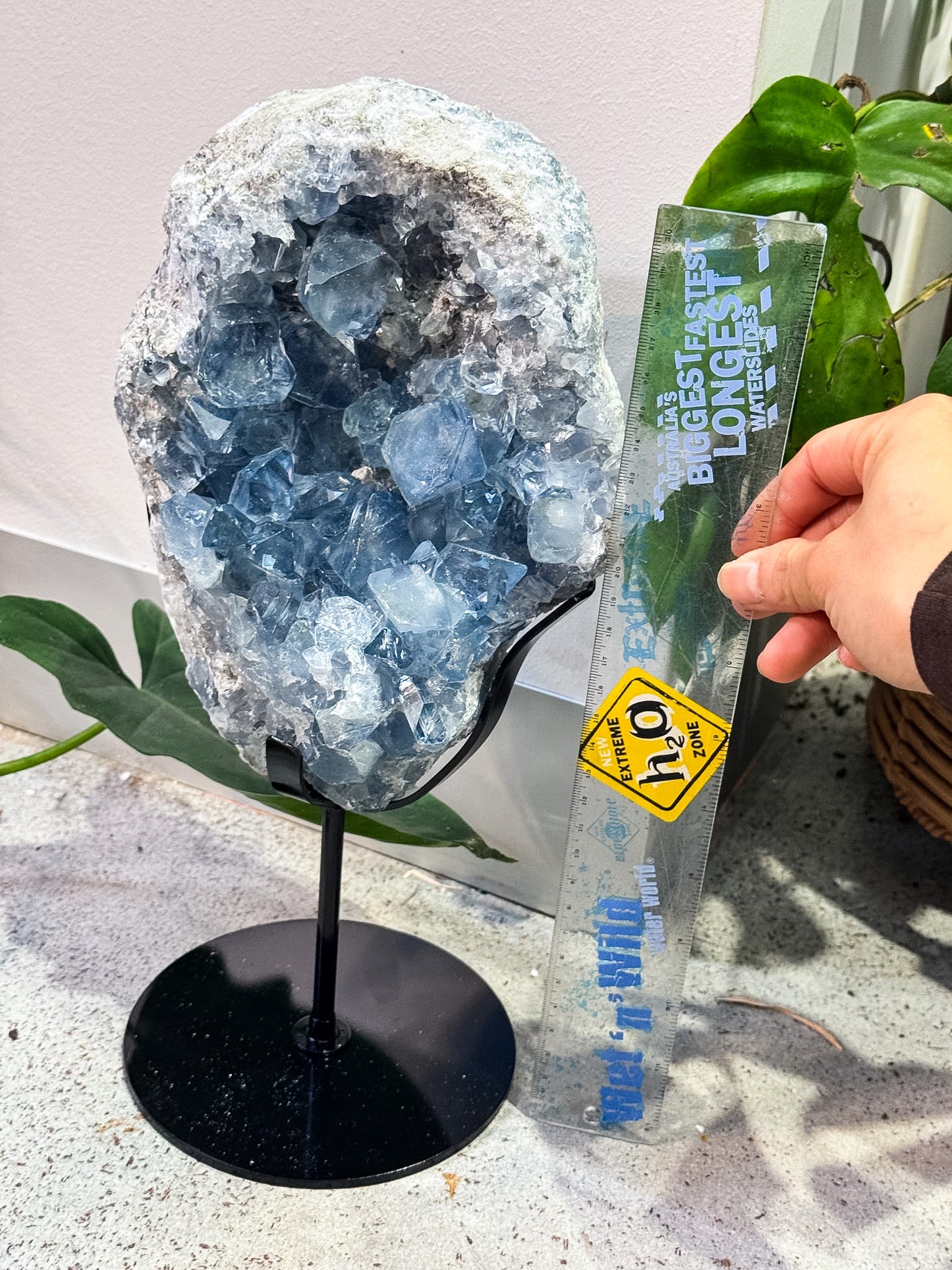 Large Celestite Cluster on Stand