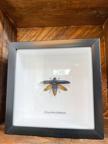 Framed Bug: Chrysochroa fulminans blue.