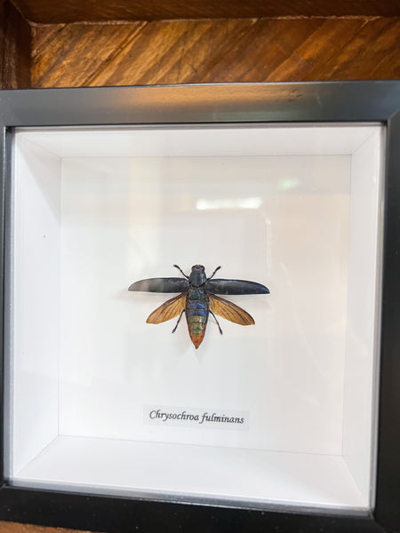 Framed Bug: Chrysochroa fulminans blue.