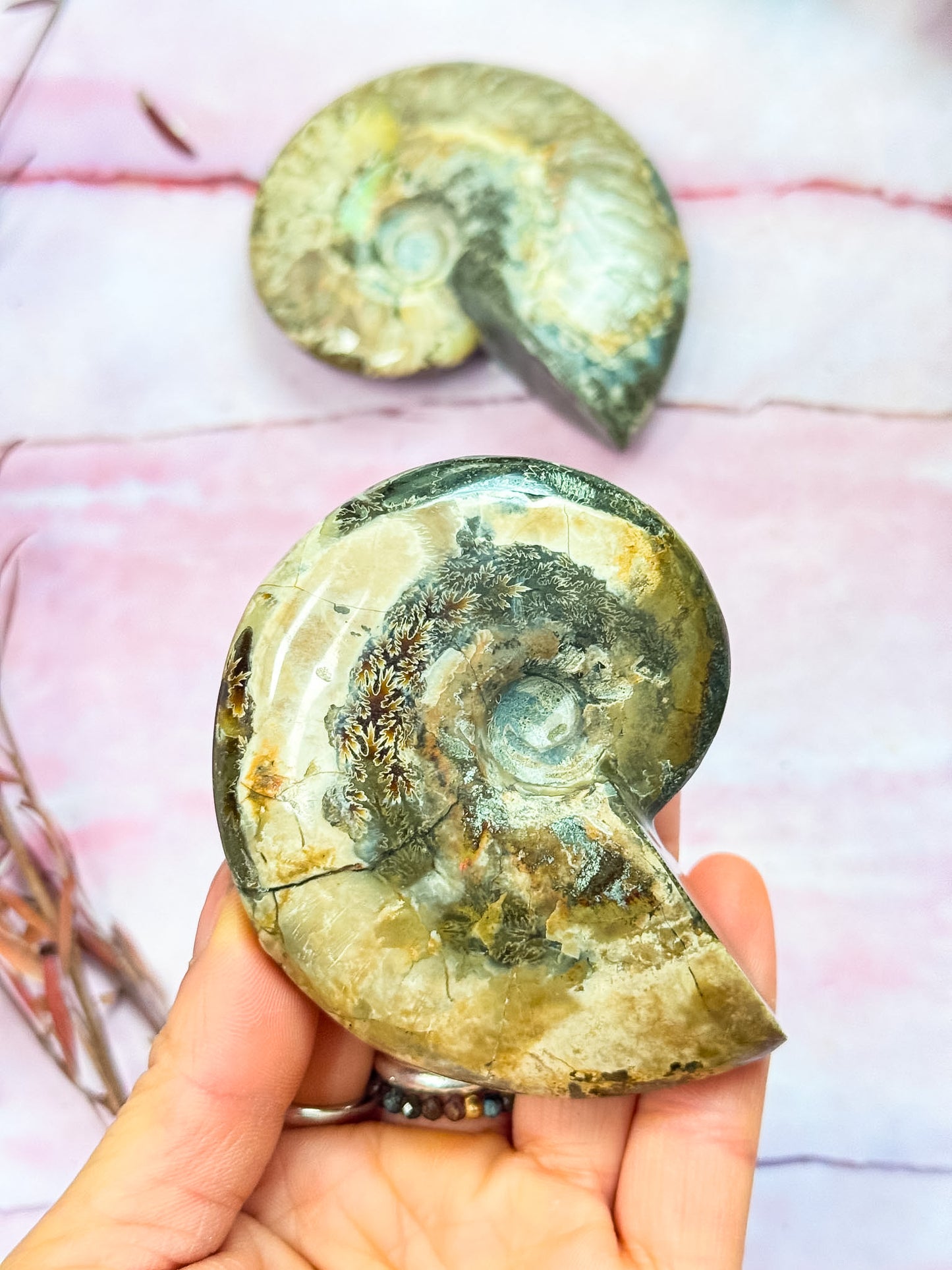 Ammonite Cleoriceras