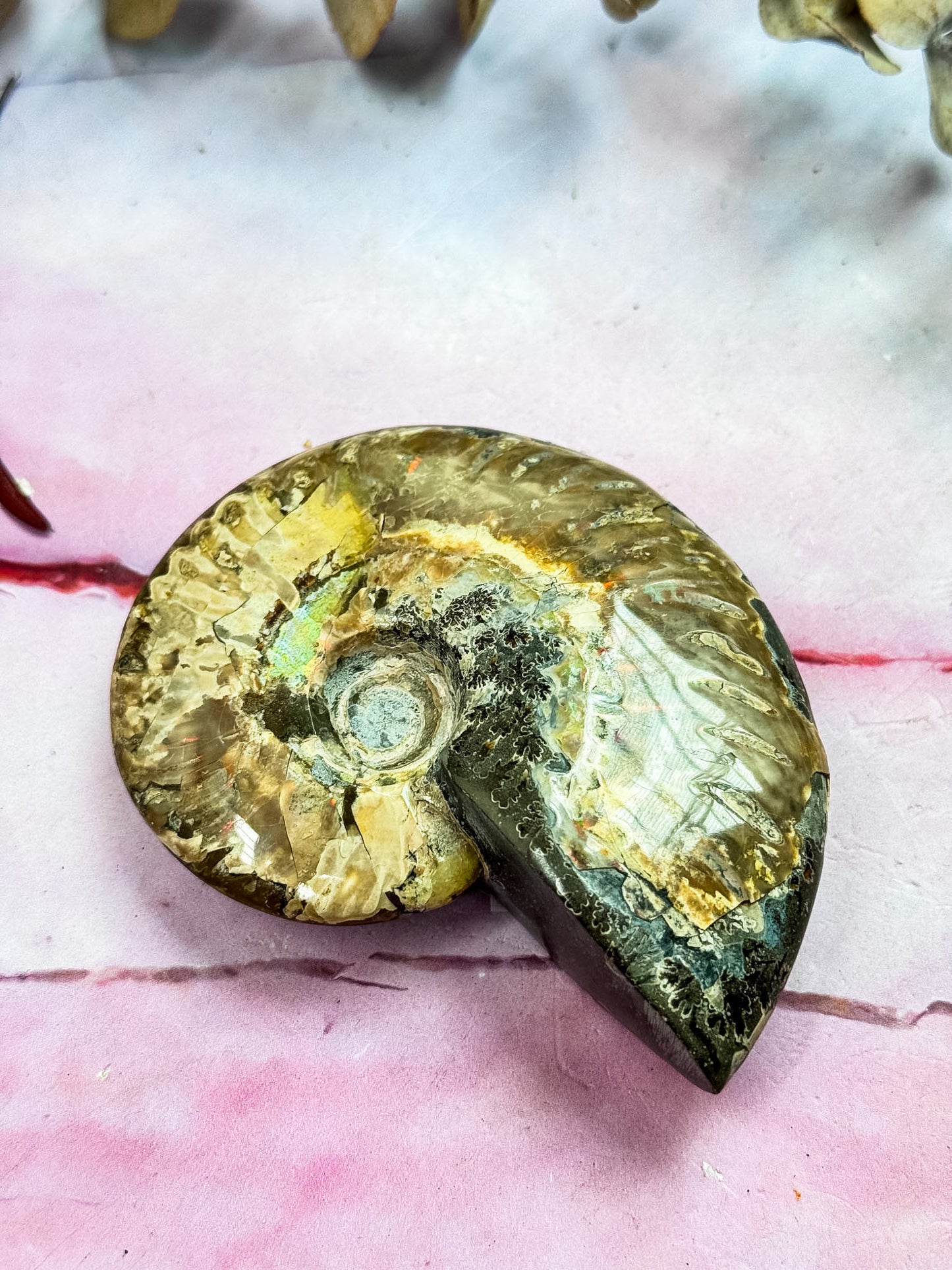 Ammonite Cleoriceras
