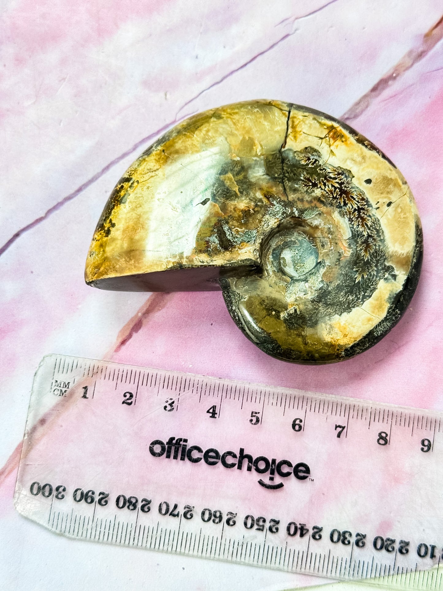 Ammonite Cleoriceras