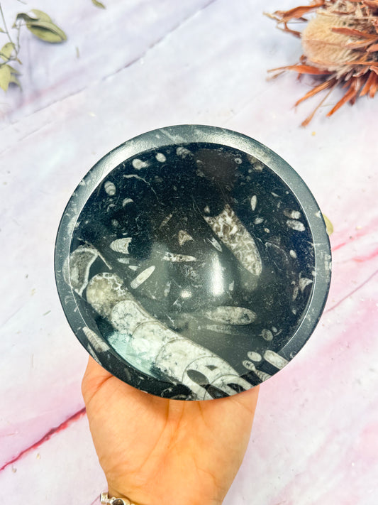 Fossil Bowls