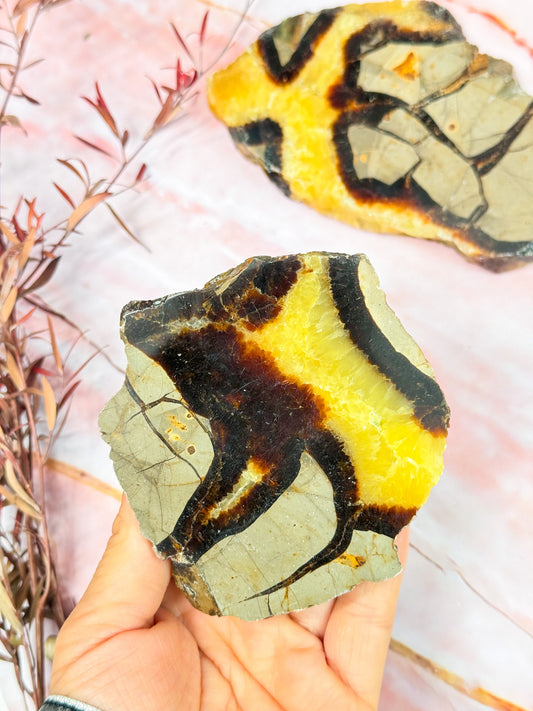 Septarian Dragon Slices