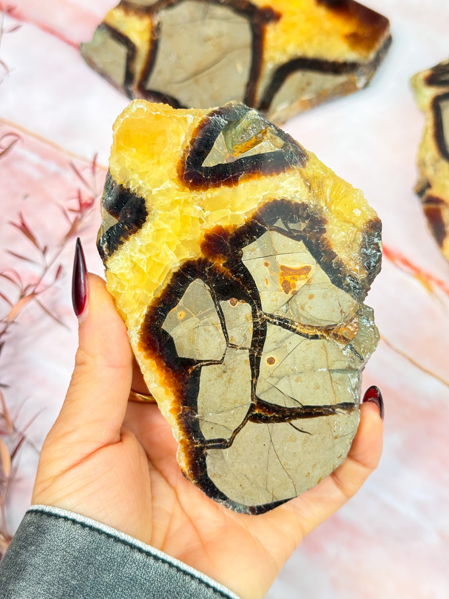 Septarian Dragon Slices