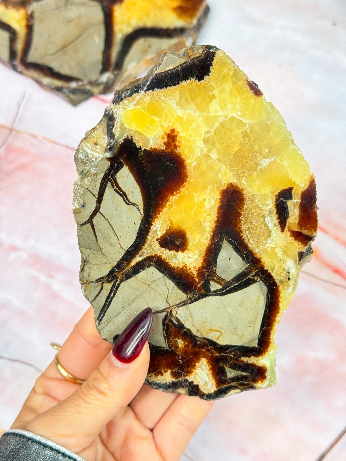 Septarian Dragon Slices