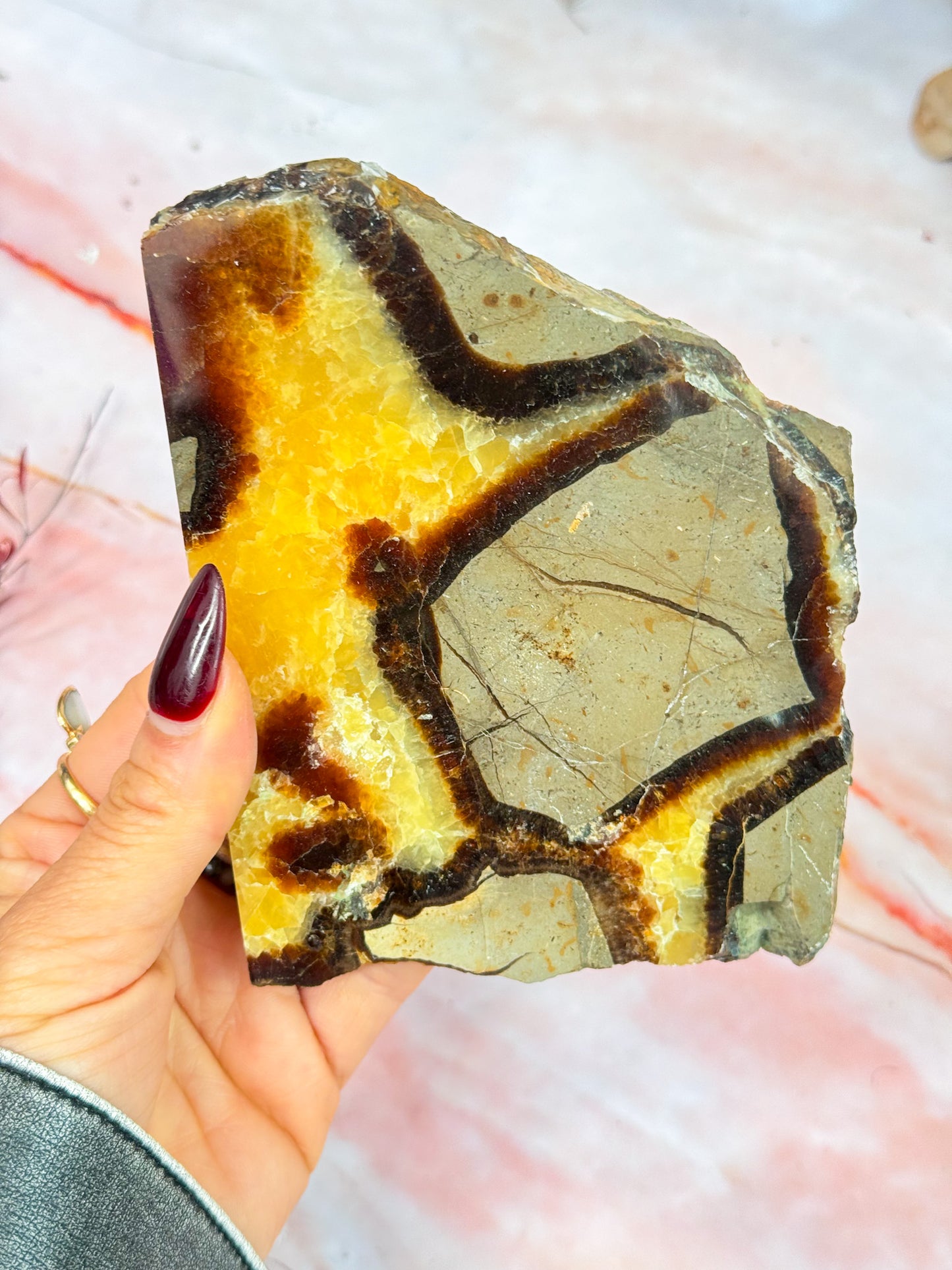 Septarian Dragon Slices